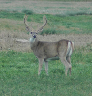 Buck