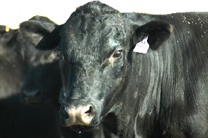 Bull