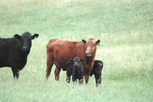Cattle