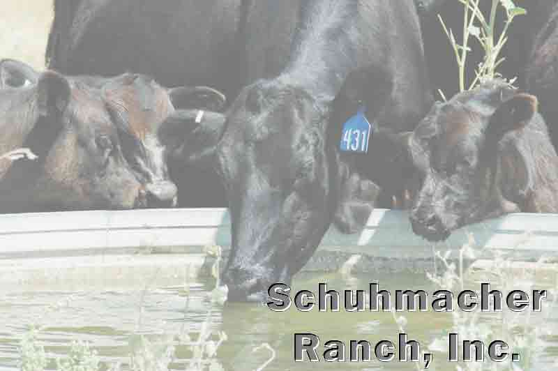 Cattle Header