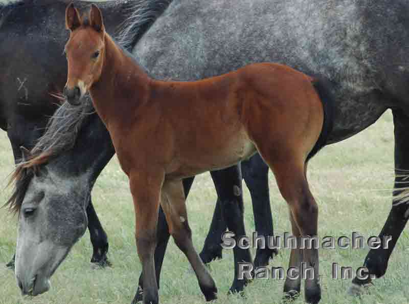 Horse Header