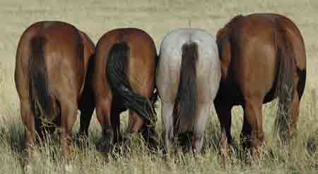 Horses