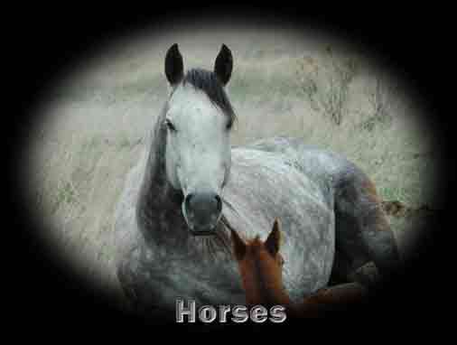 horse page